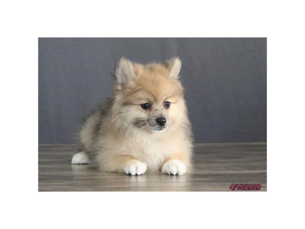 Pomeranian DOG Male Sable 5887 Petland Montgomery, Alabama