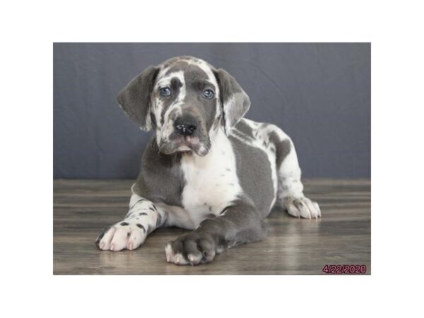 Great Dane-DOG-Female-Merlequin-5890-Petland Montgomery, Alabama