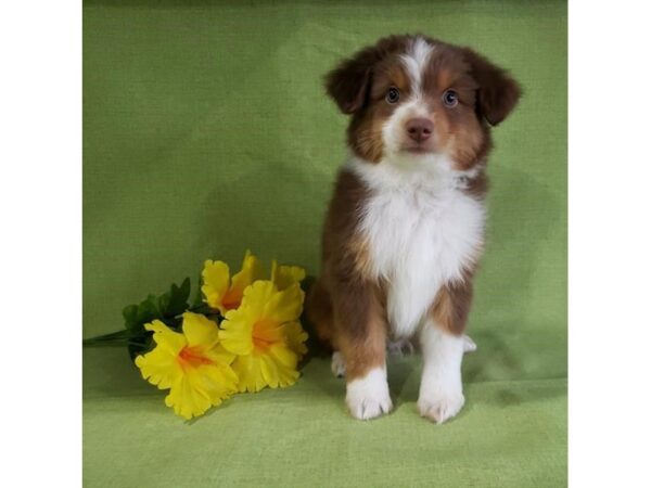 Miniature Australian Shepherd DOG Male Chocolate / White 5892 Petland Montgomery, Alabama