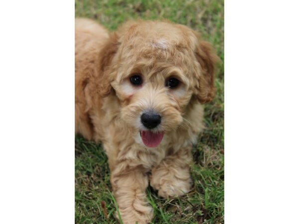 Goldendoodle Mini 2nd Gen-DOG-Male-Golden-5895-Petland Montgomery, Alabama