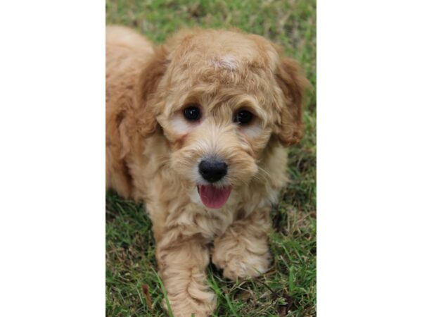 Goldendoodle Mini 2nd Gen DOG Male Golden 5895 Petland Montgomery, Alabama