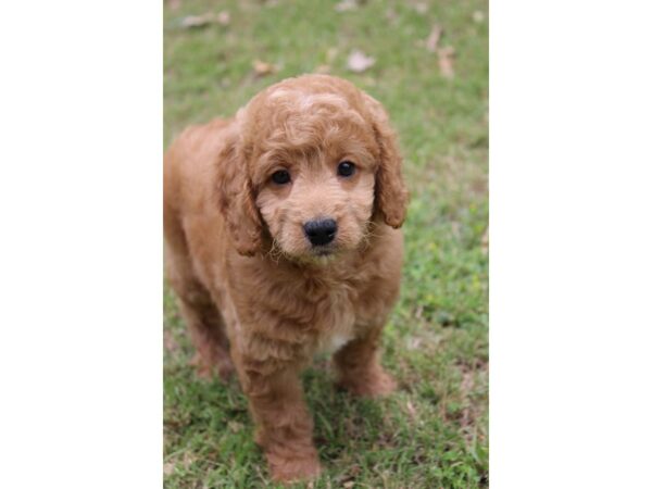 Goldendoodle Mini 2nd Gen-DOG-Female-Golden-5894-Petland Montgomery, Alabama