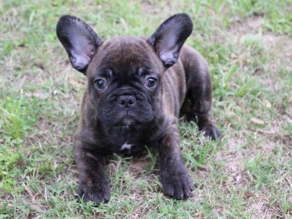 French Bulldog-DOG-Male-Brindle-5896-Petland Montgomery, Alabama