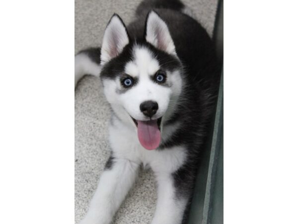 Siberian Husky DOG Female Black / White 5889 Petland Montgomery, Alabama