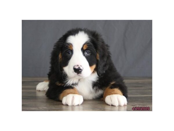 Bernese Mountain Dog DOG Female Black Rust / White 5898 Petland Montgomery, Alabama