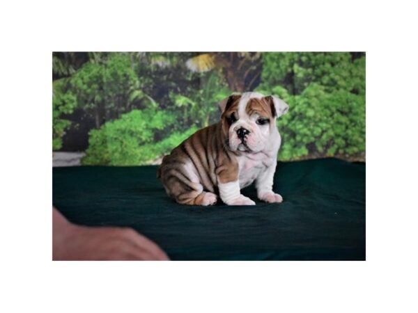 Bulldog-DOG-Female-Red / White-5899-Petland Montgomery, Alabama