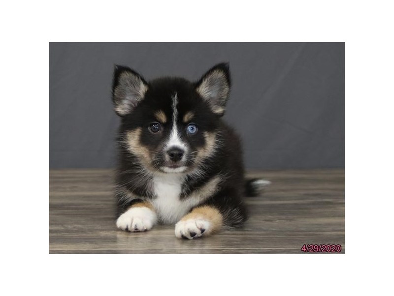 Tri Color Pomsky Pomsky Puppy Black / Tan ID:5901 Located at Petland Montgomery, Alabama