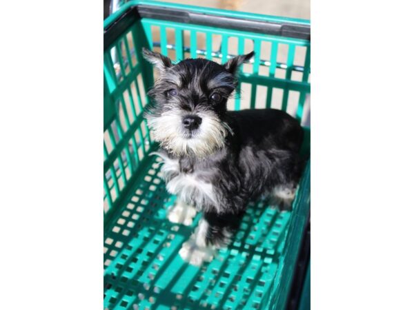 Miniature Schnauzer DOG Female Black / Silver 5897 Petland Montgomery, Alabama