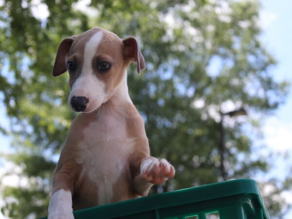 Italian Greyhound DOG Male Blue Fawn 5902 Petland Montgomery, Alabama