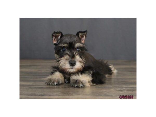 Miniature Schnauzer DOG Male Black / Silver 5903 Petland Montgomery, Alabama