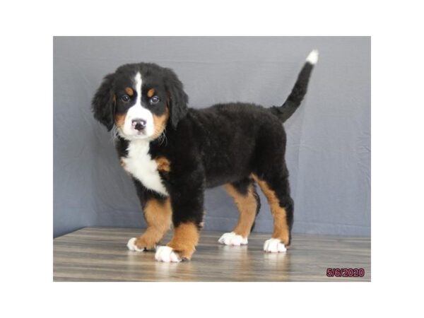 Bernese Mountain Dog DOG Female Black Rust / White 5905 Petland Montgomery, Alabama