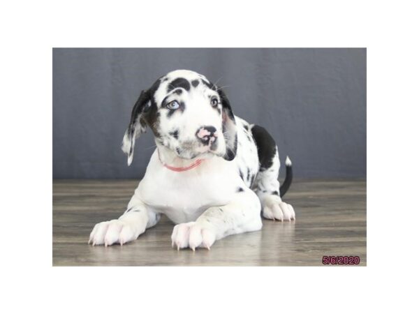 Great Dane DOG Female Harlequin 5906 Petland Montgomery, Alabama