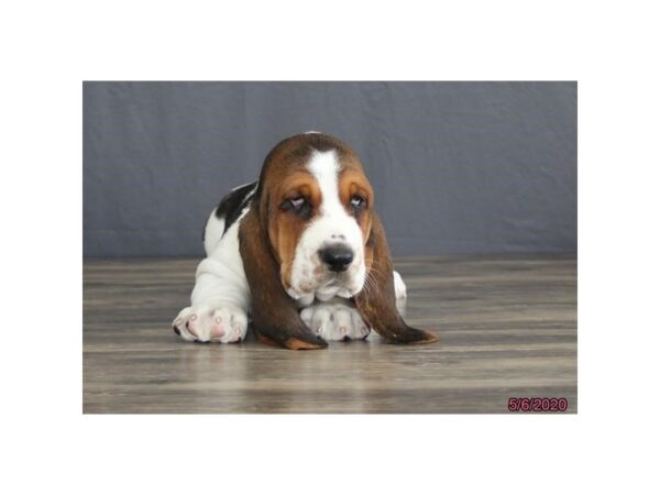 Basset Hound DOG Male Tri-Colored 5907 Petland Montgomery, Alabama