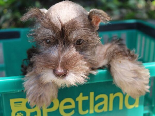 Miniature Schnauzer DOG Female Chocolate 5904 Petland Montgomery, Alabama