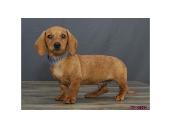 Dachshund DOG Male Red 5909 Petland Montgomery, Alabama