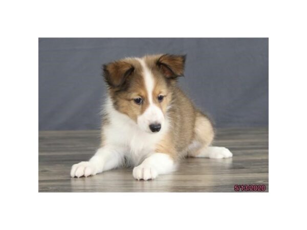 Shetland Sheepdog-DOG-Female-Sable / White-5910-Petland Montgomery, Alabama