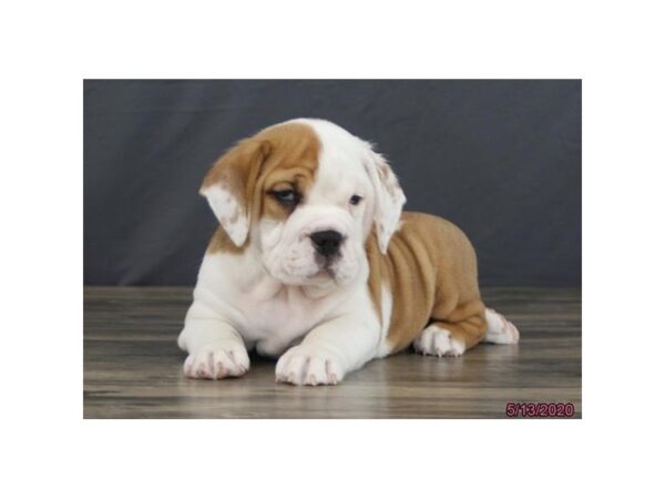 Bulldog/Bulldog-Beagle DOG Male Red / White 5912 Petland Montgomery, Alabama