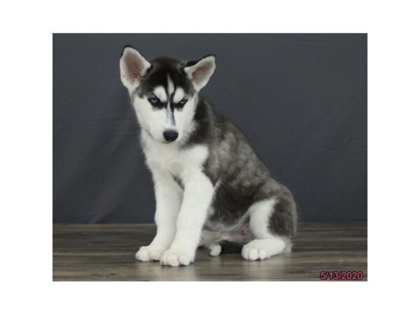 Siberian Husky DOG Male Black / White 5913 Petland Montgomery, Alabama