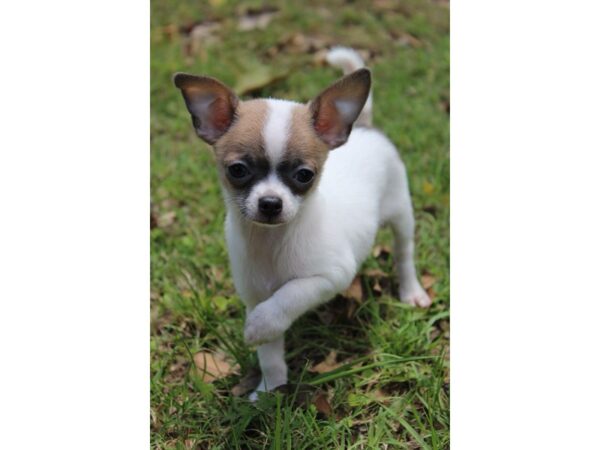 Chihuahua DOG Male Blue Fawn / White 5911 Petland Montgomery, Alabama