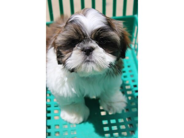 Shih Tzu DOG Male White Black / Brown 5914 Petland Montgomery, Alabama