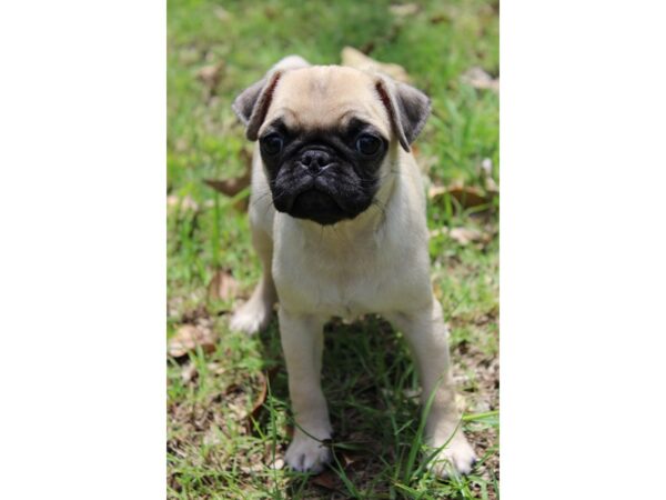 Pug DOG Female Fawn 5908 Petland Montgomery, Alabama