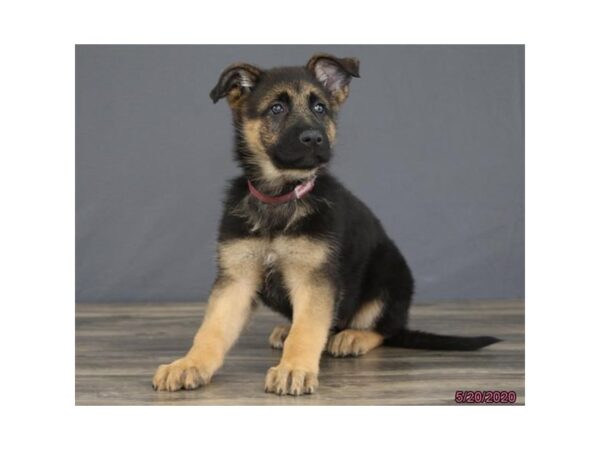 German Shepherd Dog DOG Female Black / Tan 5918 Petland Montgomery, Alabama