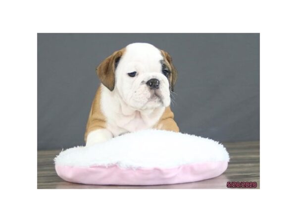 English Bulldog-DOG-Male-Red-5919-Petland Montgomery, Alabama