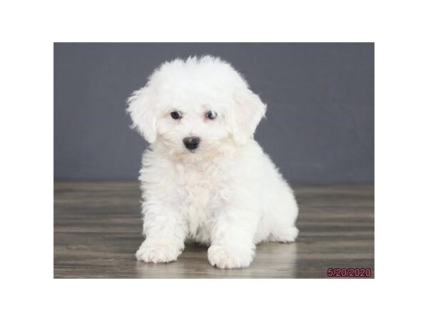 Bichon Frise-DOG-Female-White-5920-Petland Montgomery, Alabama