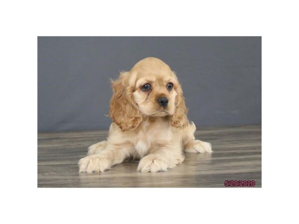 Cocker Spaniel-DOG-Female-Buff-5921-Petland Montgomery, Alabama
