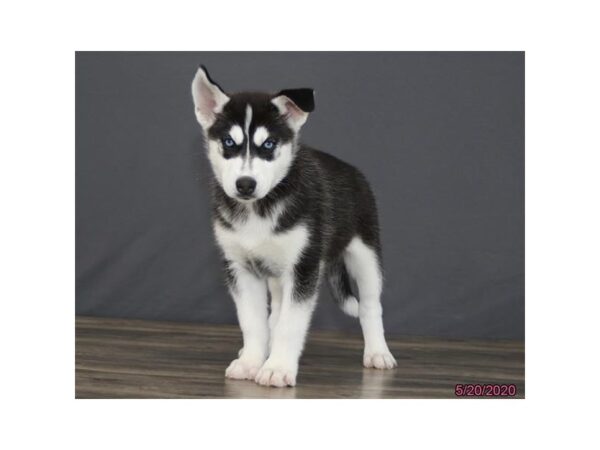 Siberian Husky DOG Female Black / White 5922 Petland Montgomery, Alabama