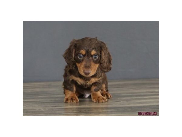 Dachshund DOG Male Chocolate / Tan 5923 Petland Montgomery, Alabama