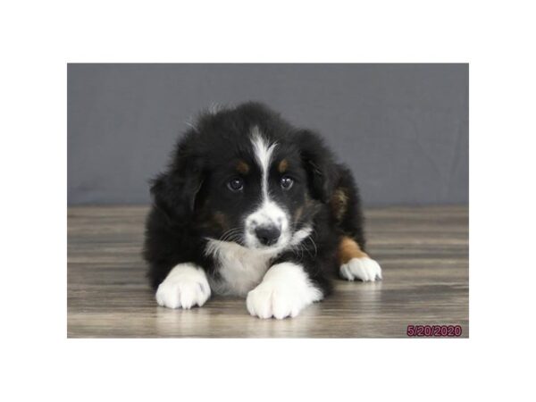 Miniature Australian Shepherd DOG Male Black 5924 Petland Montgomery, Alabama