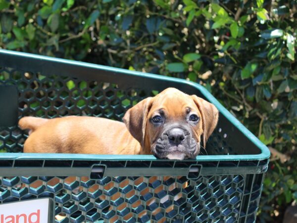 Boxer DOG Male Fawn 5916 Petland Montgomery, Alabama