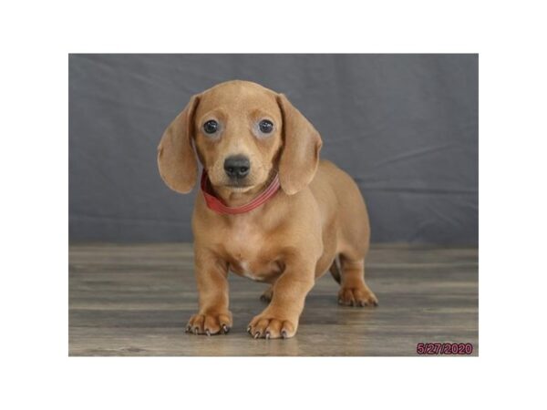 Dachshund-DOG-Female-Cream-5925-Petland Montgomery, Alabama
