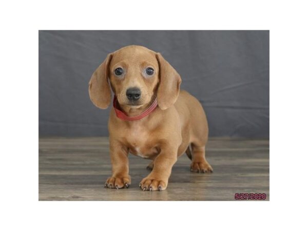 Dachshund DOG Female Cream 5925 Petland Montgomery, Alabama