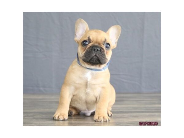 French Bulldog DOG Male Fawn 5926 Petland Montgomery, Alabama