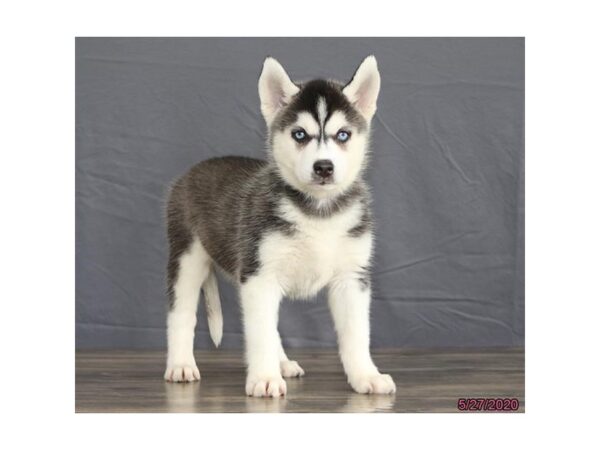 Siberian Husky DOG Female Black / White 5927 Petland Montgomery, Alabama