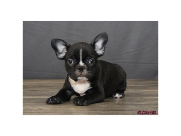 French Bulldog-DOG-Male-Black / White-5929-Petland Montgomery, Alabama