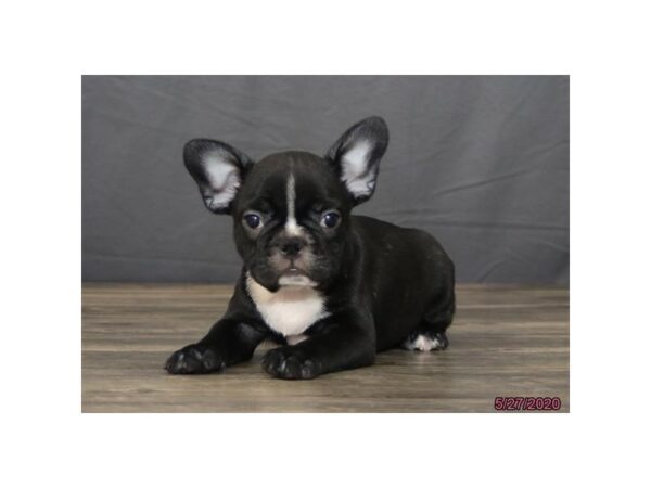 French Bulldog DOG Male Black / White 5929 Petland Montgomery, Alabama