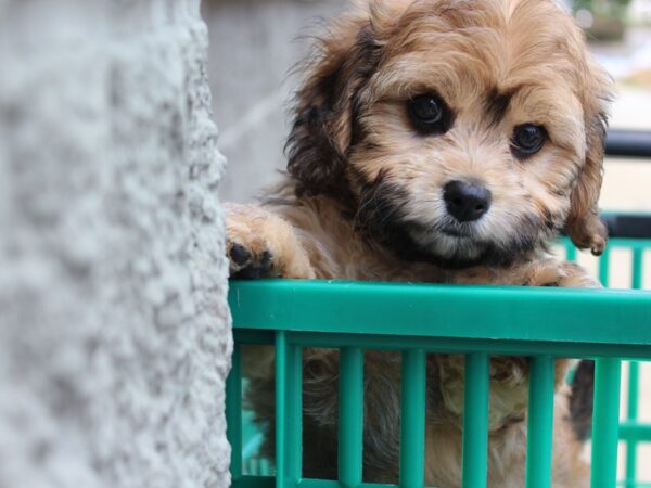 Cavachon-DOG-Female-Apricot-5928-Petland Montgomery, Alabama