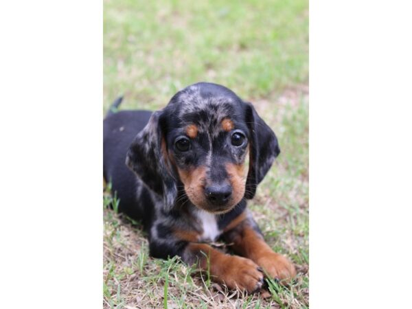 Dachshund DOG Male dapple 5931 Petland Montgomery, Alabama