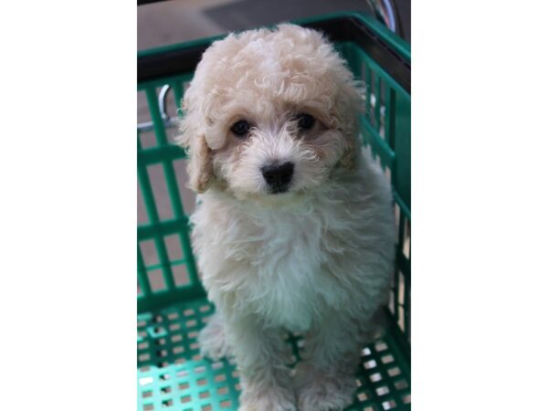 Miniature Poodle DOG Male Light Cream 5932 Petland Montgomery, Alabama