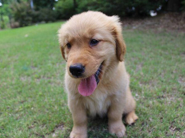 Golden Retriever-DOG-Female-Golden-5930-Petland Montgomery, Alabama