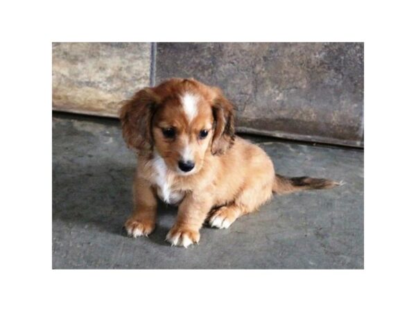 Dachshund-DOG-Female-Wild Boar-5933-Petland Montgomery, Alabama
