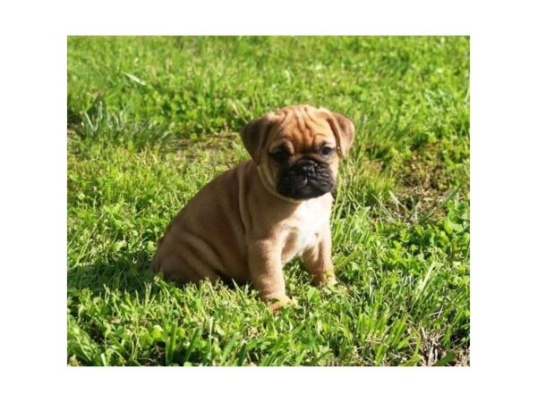 Bulldog/Pug DOG Male Apricot Fawn 5934 Petland Montgomery, Alabama