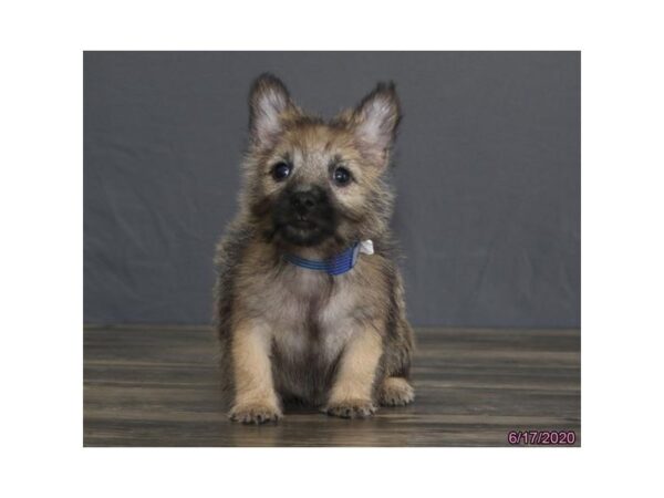 Cairn Terrier DOG Male Wheaten 5935 Petland Montgomery, Alabama