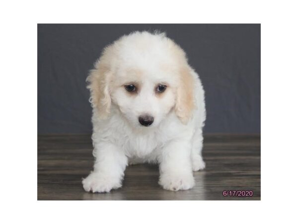 Bichon Frise DOG Male White 5936 Petland Montgomery, Alabama