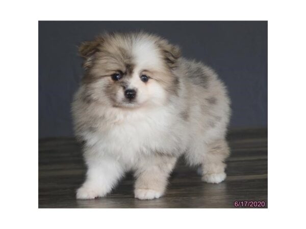 Pomeranian-DOG-Female-Blue Merle / White-5937-Petland Montgomery, Alabama