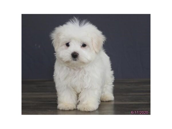 Maltese DOG Female White 5938 Petland Montgomery, Alabama