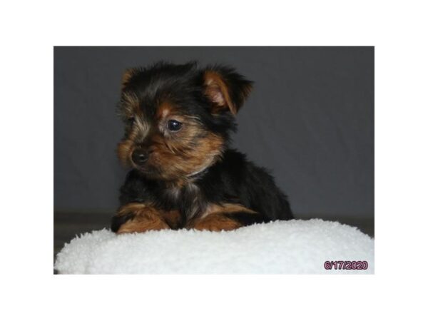 Yorkshire Terrier DOG Male Black / Tan 5939 Petland Montgomery, Alabama